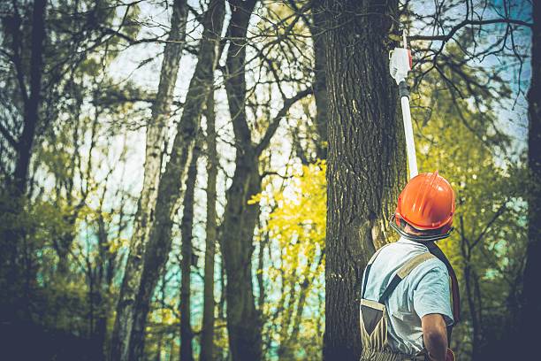 How Our Tree Care Process Works  in  Sandersville, GA